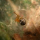 Un ejemplar de la Anelosimus studiosus
Foto: Thomas Jones